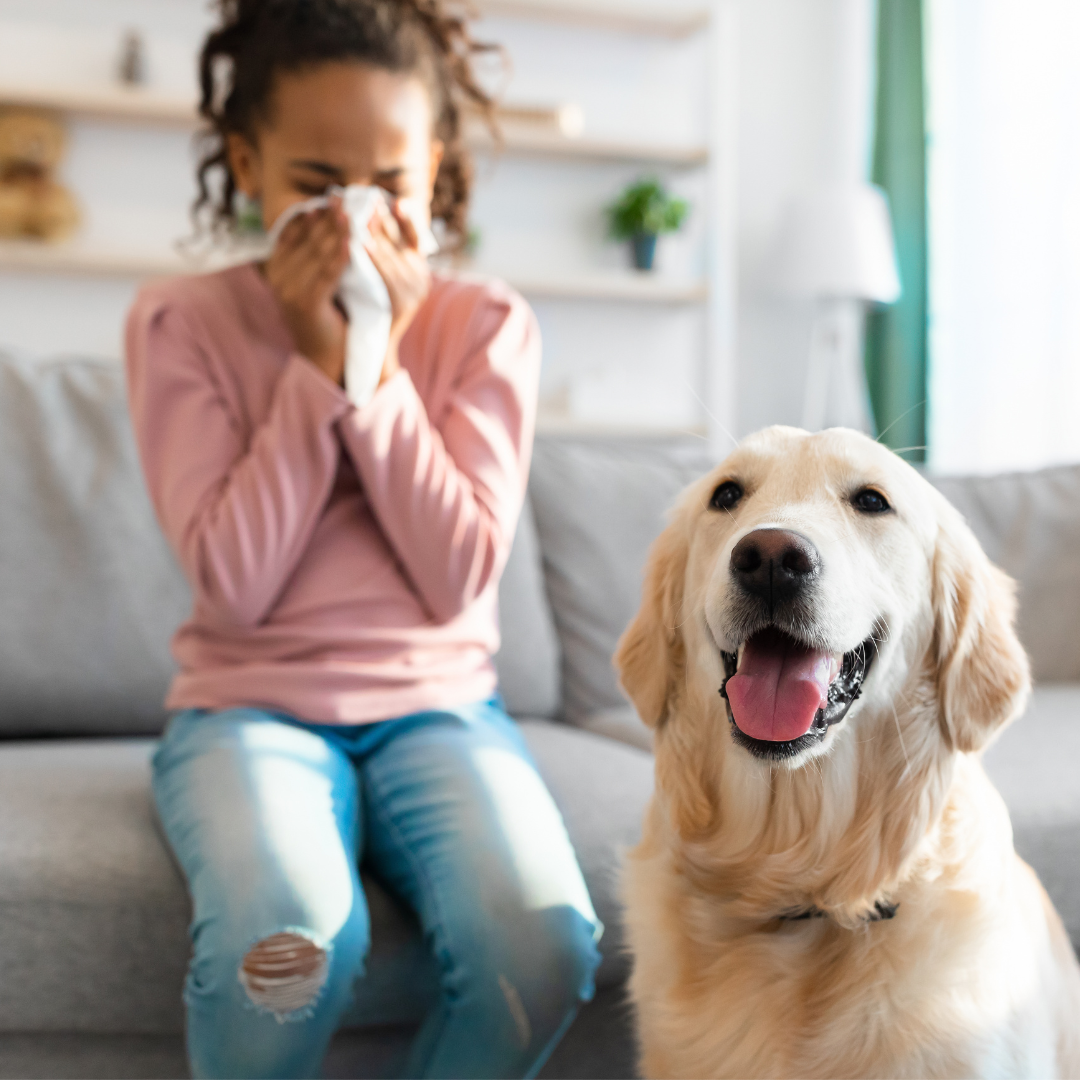 Can Dogs Be Affected By Environmental Allergies Such as Mold?