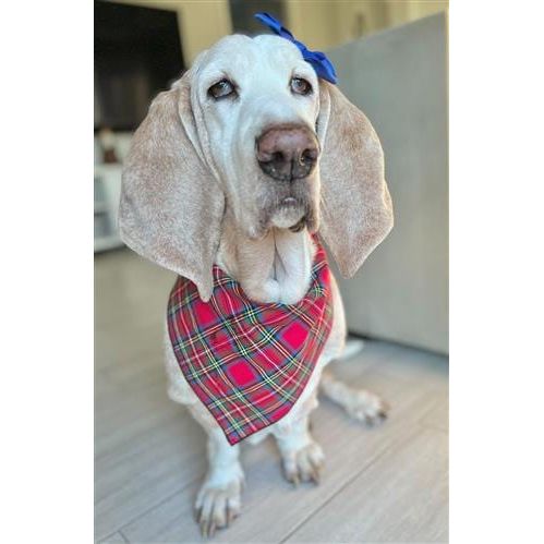 Plaid Christmas and Holiday Bandana