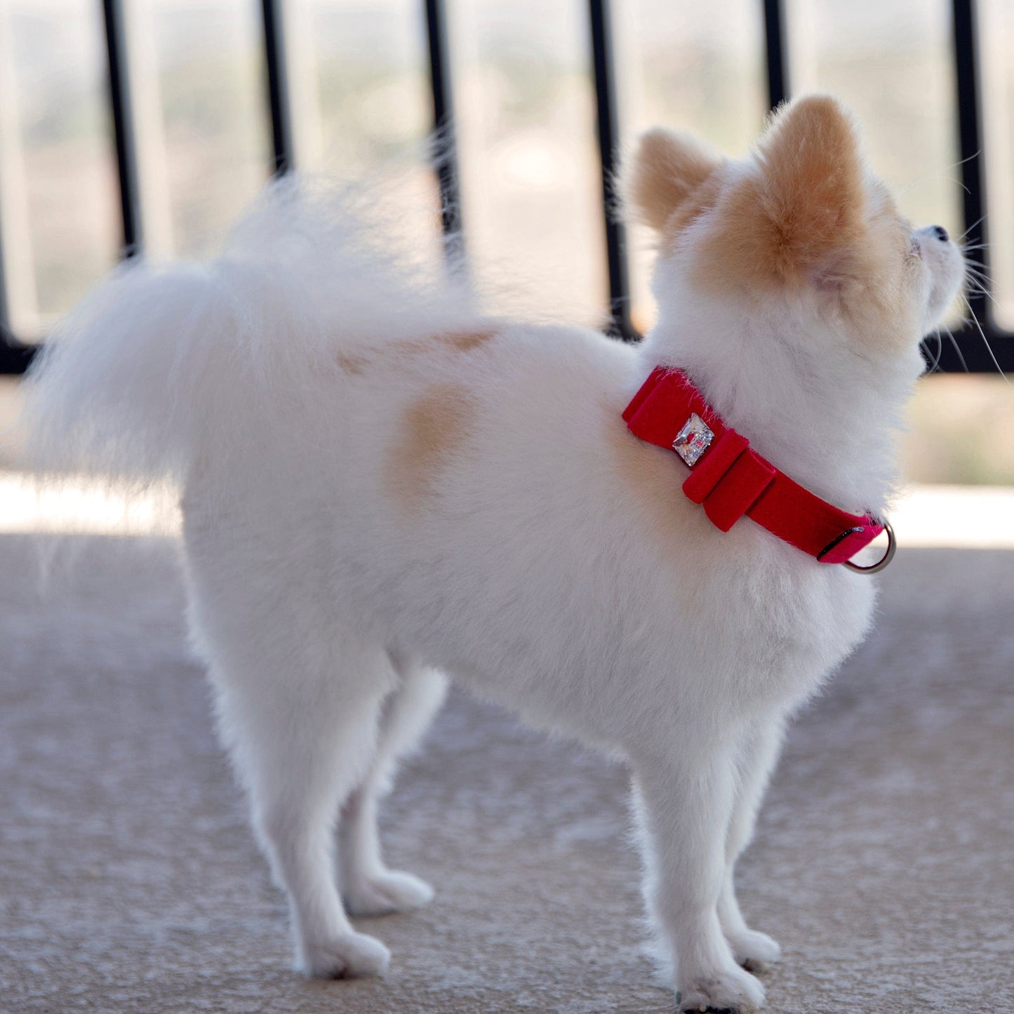 Big Bow Collar