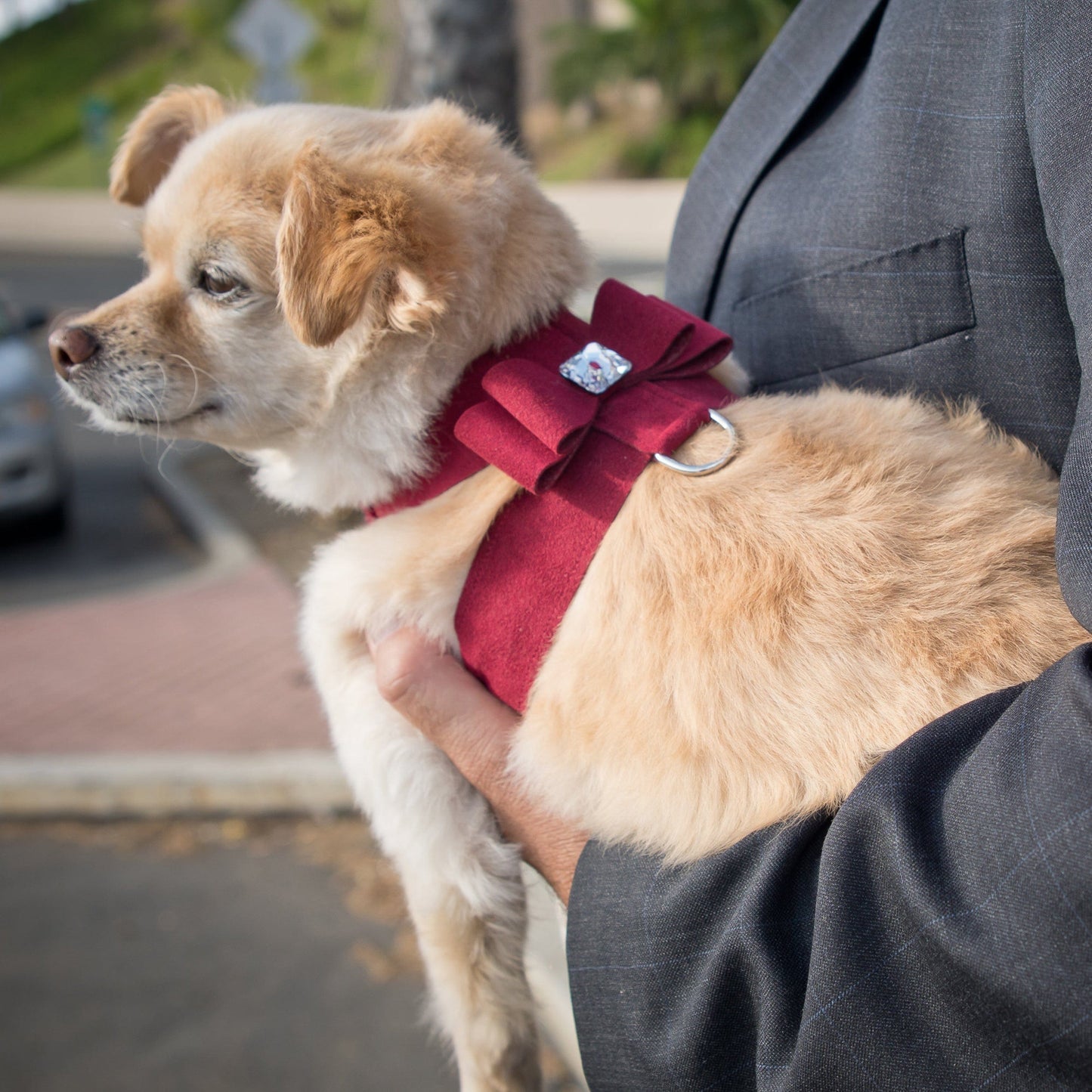 Big Bow Tinkie Harness