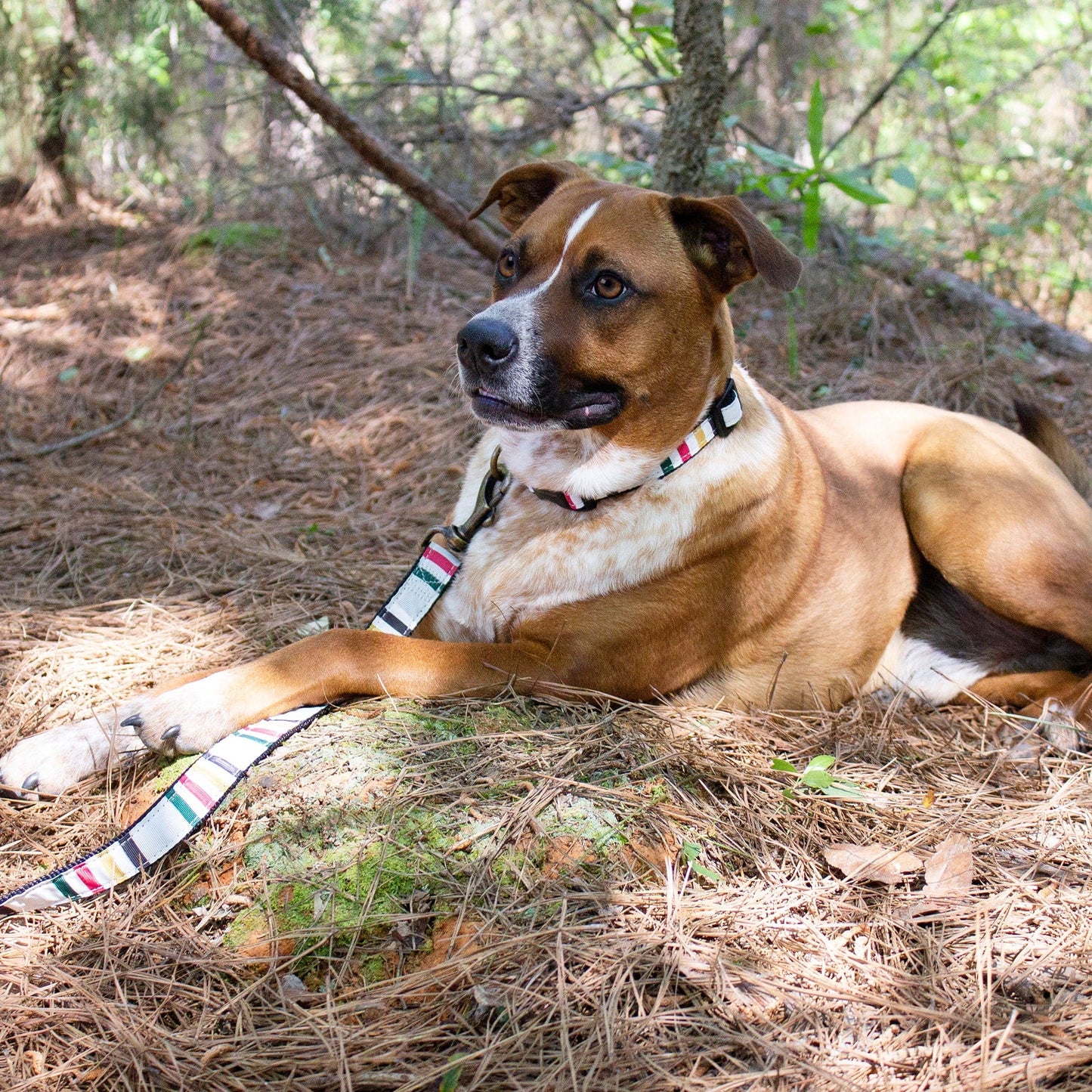 Pendleton National Park Hiker Pet Collar and Leash Collection - Glacier