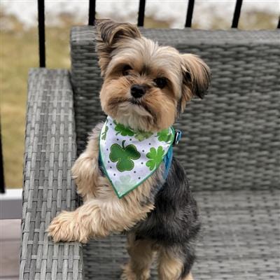 St. Patrick's Day Dog Bandana - St. Paddy Shamrock