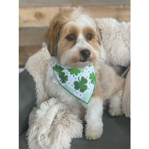 St. Patrick's Day Dog Bandana - St. Paddy Shamrock