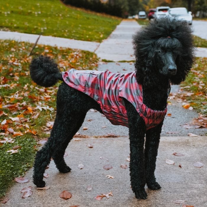 London Raincoat Red/Black