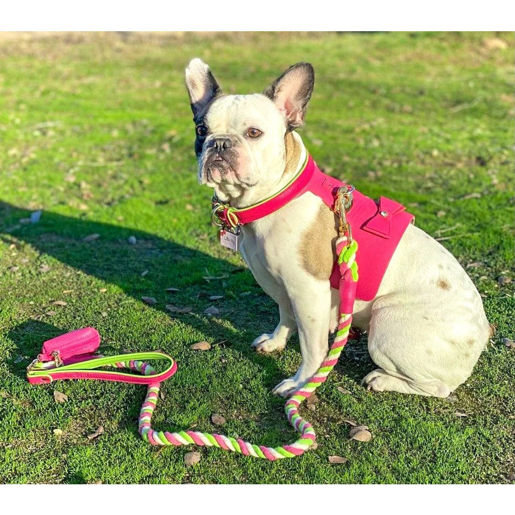 Dog Harness - Candy Swirl