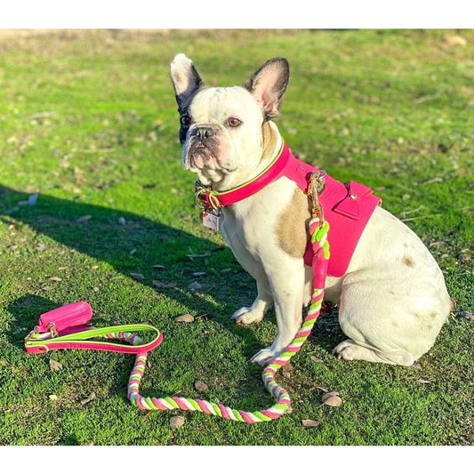 Dog Harness - Candy Swirl