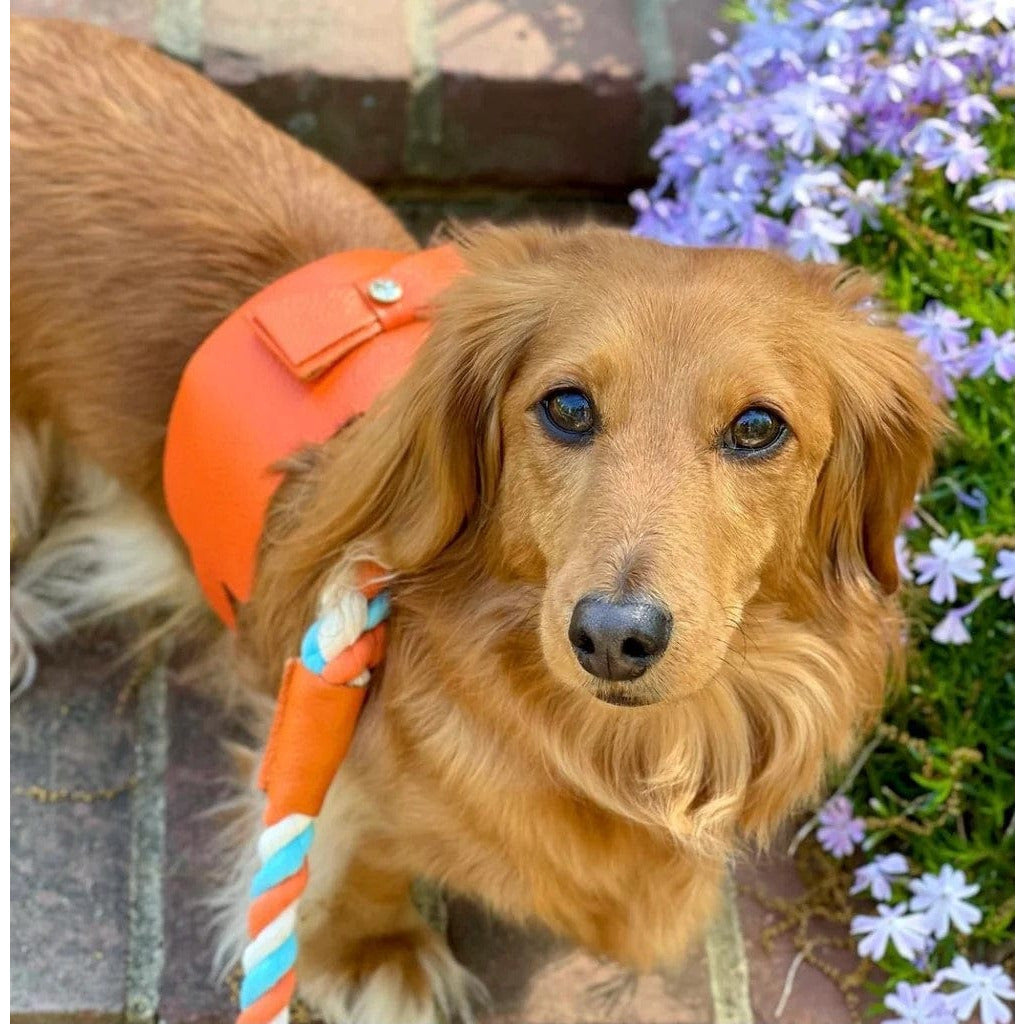 Dog Harness - Vibrant Sunset