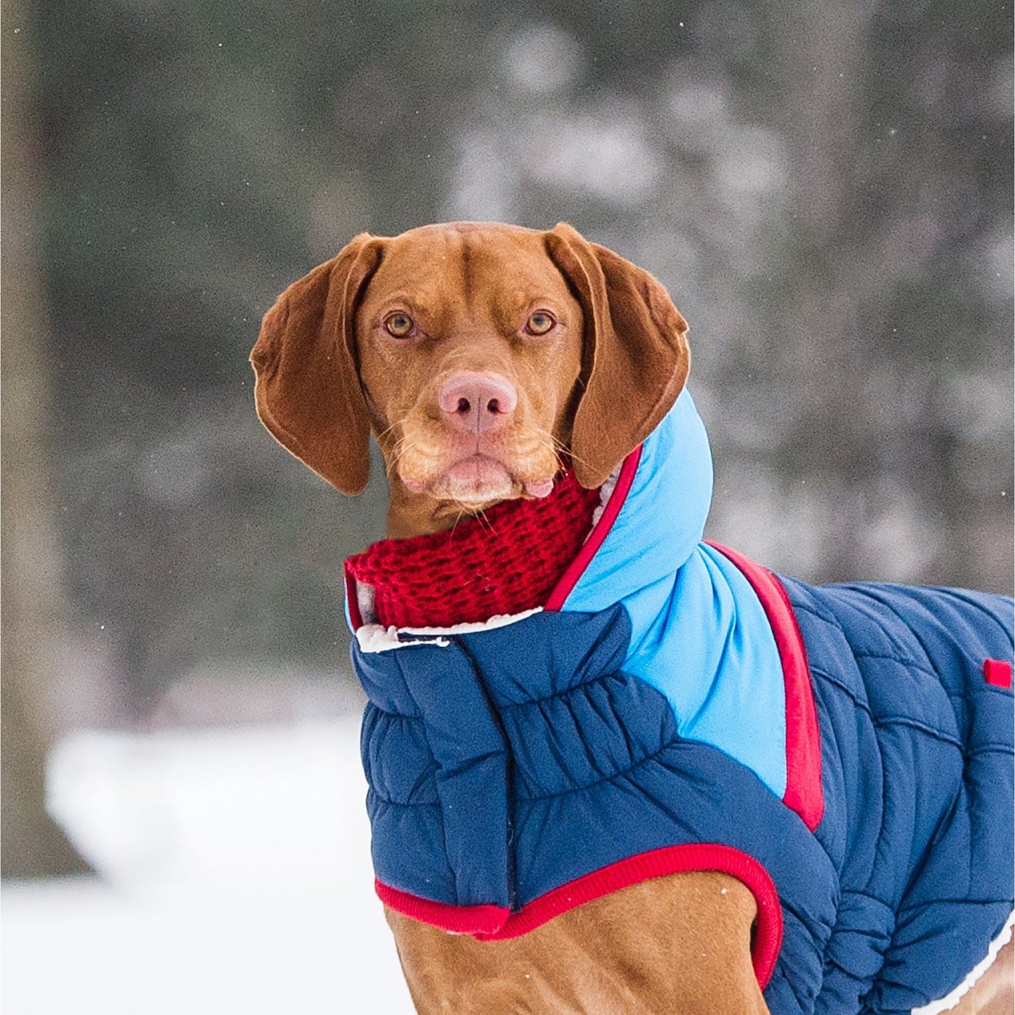 GF Pets Chalet Tube Scarf - Red