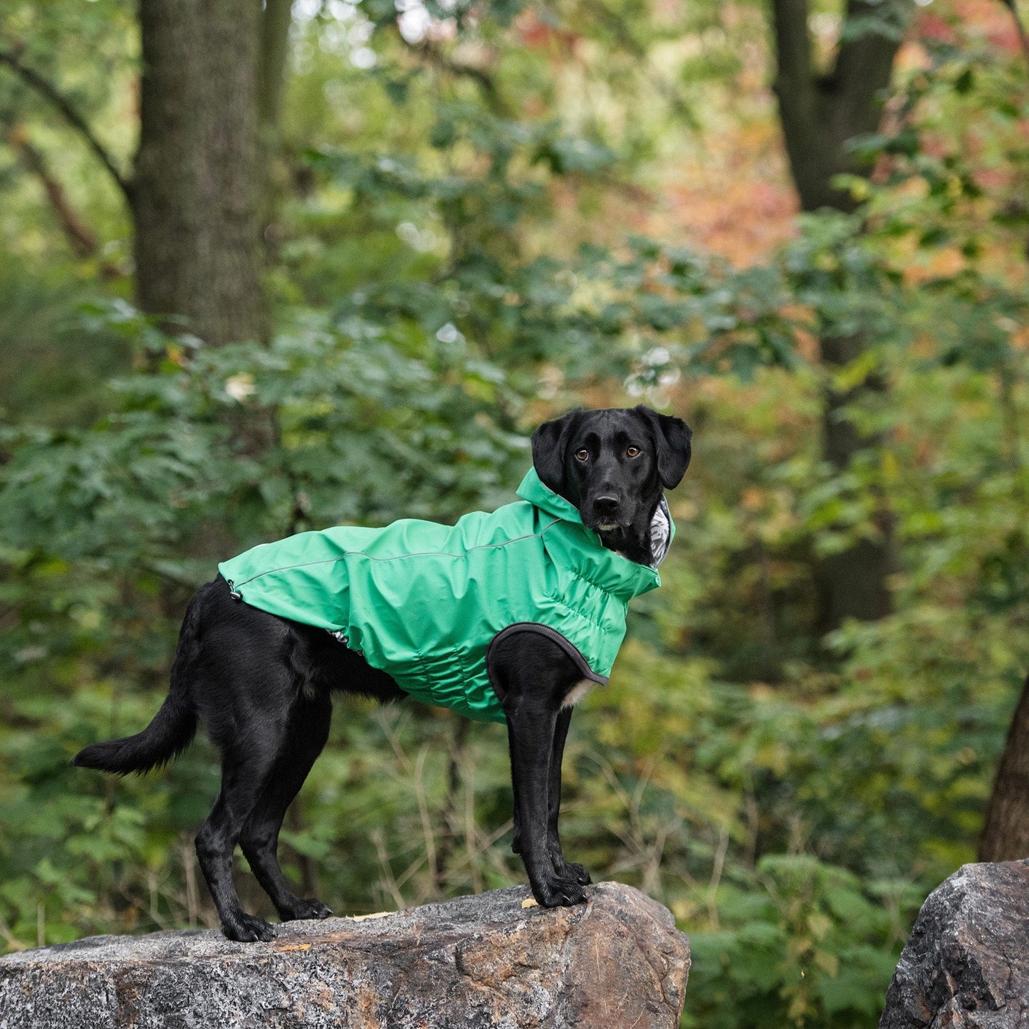 GF Pet - Reversible Elasto-Fit Raincoat - Green