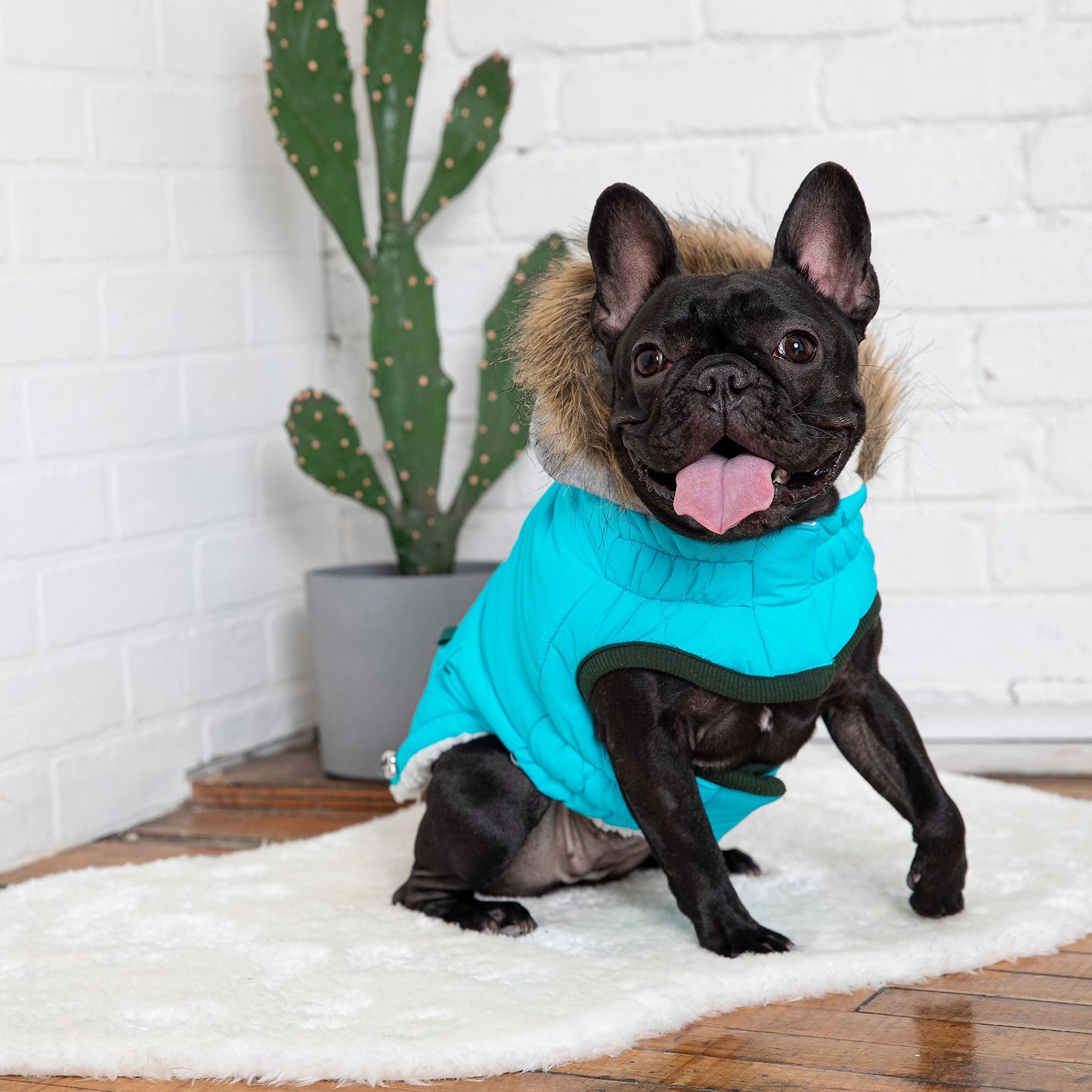 GF Pet - Winter Sailor Parka - Aqua