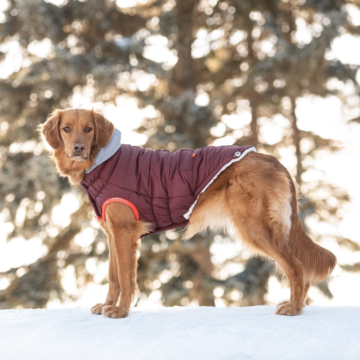 GF Pet - Winter Sailor Parka - Burgundy