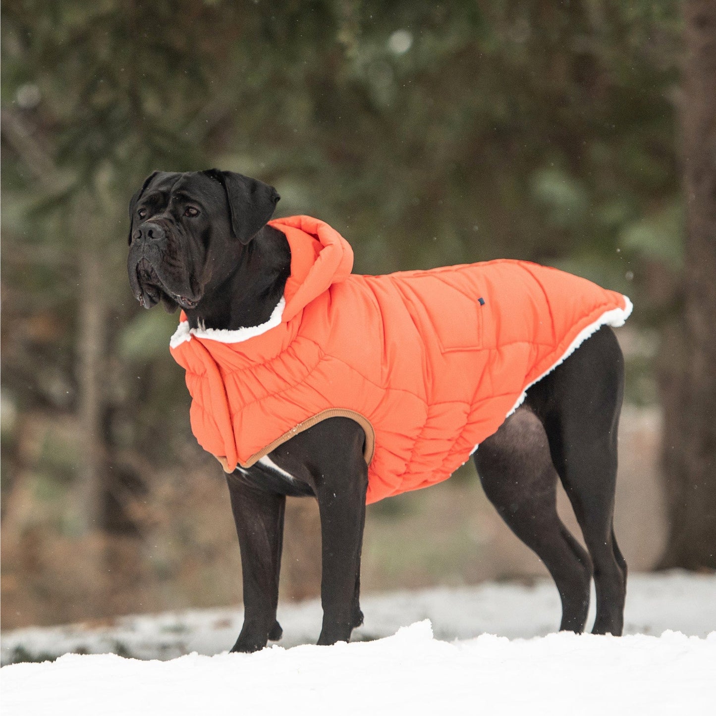 GF Pet - Super Puff Parka - Orange