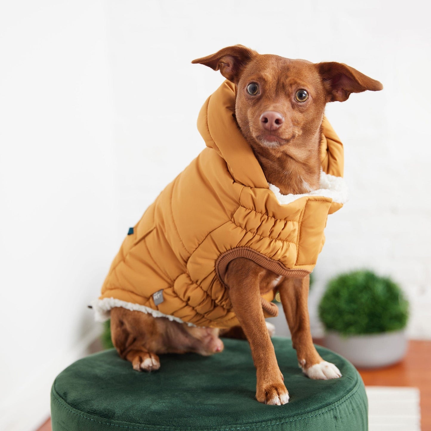 GF Pet - Super Puff Parka - Yellow