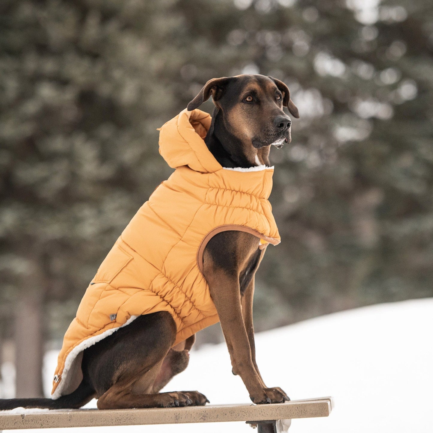 GF Pet - Super Puff Parka - Yellow