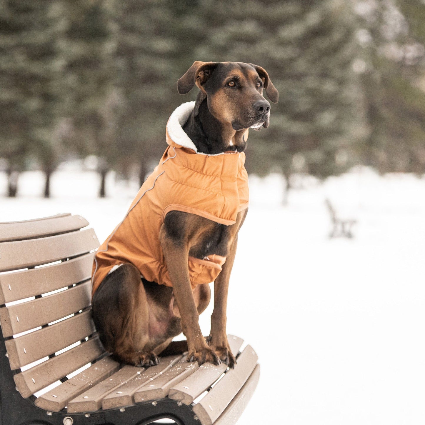 GF Pets Insulated Raincoat - Hazel