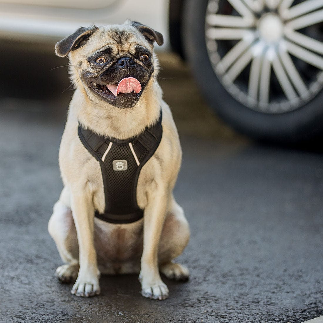 GF Pet - Travel Harness - Black