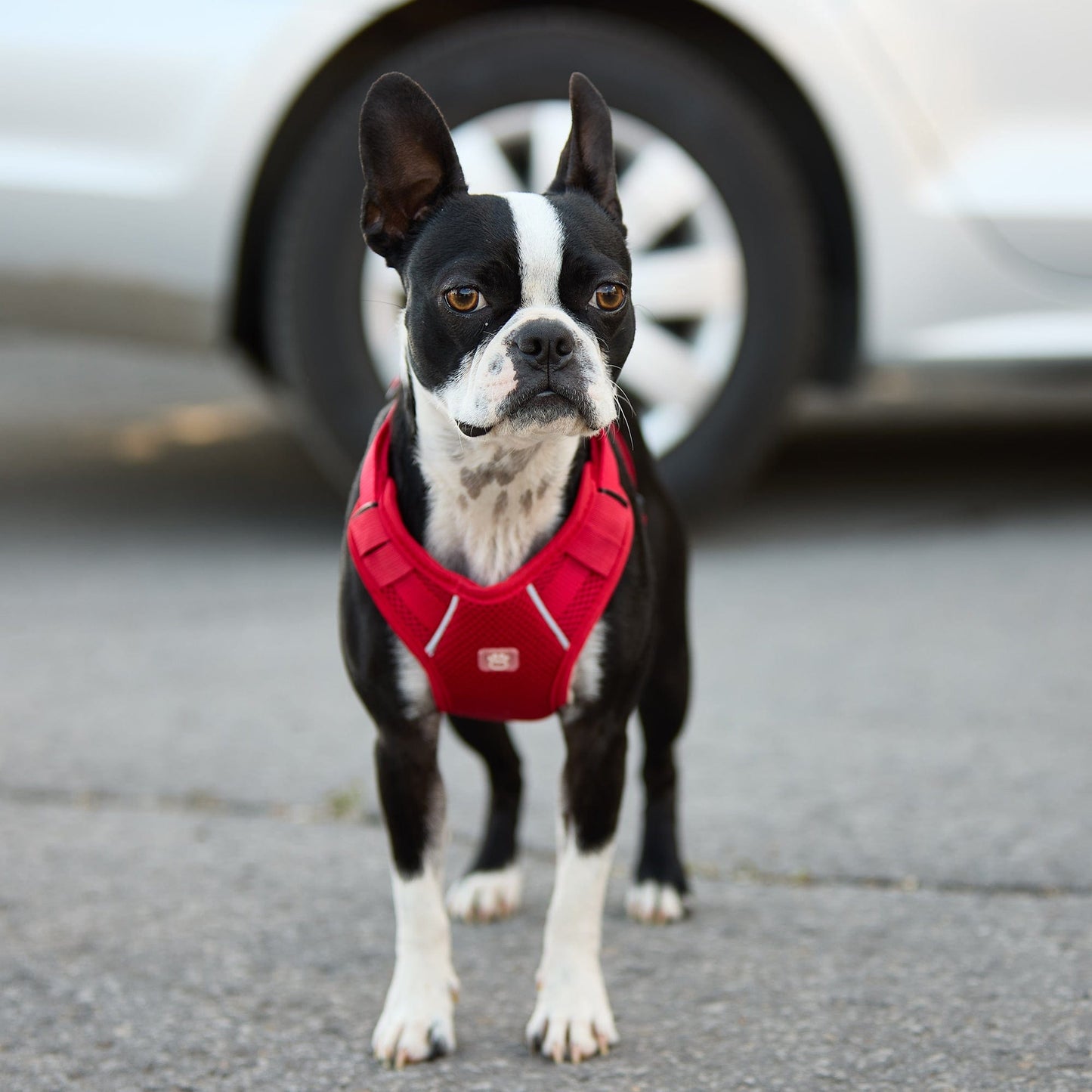 GF Pet - Travel Harness - Red