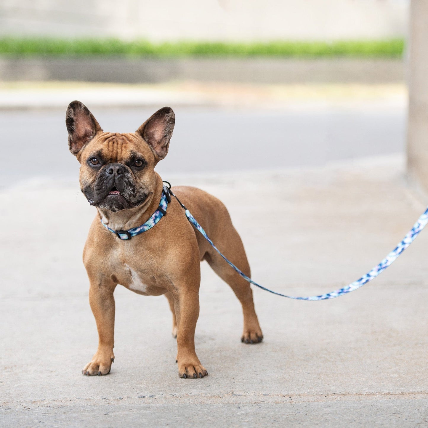 GF Pet - Printed Leash - Tie Dye