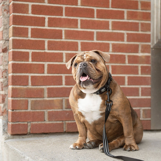 GF Pet - Reflective Collar - Black