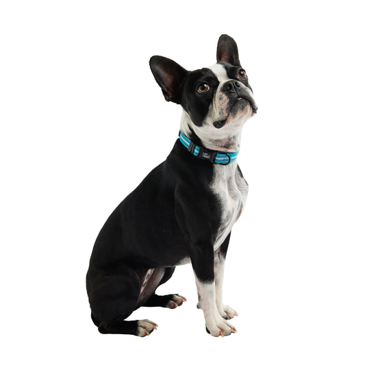 GF Pet - Reflective Collar - Neon Blue