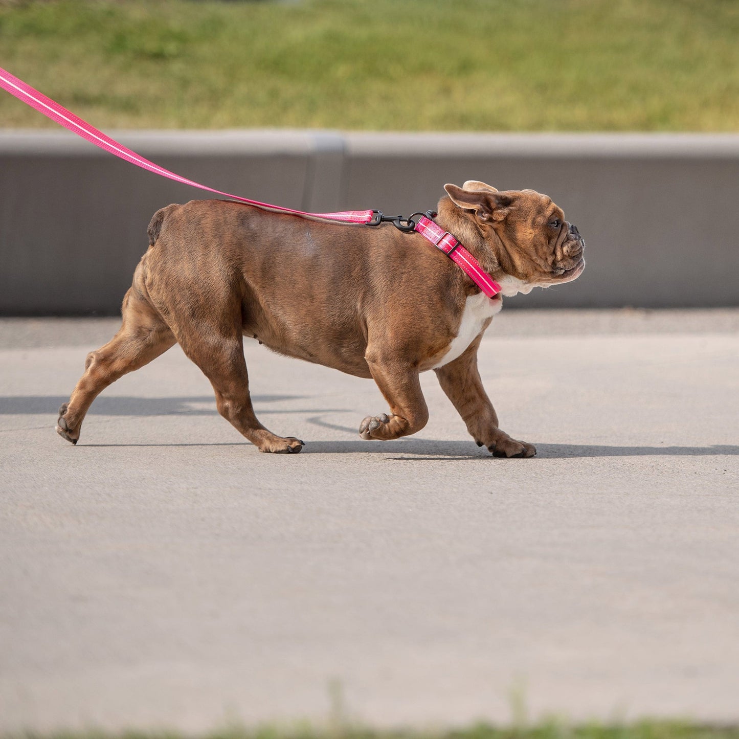 GF Pet - Reflective Collar - Neon Pink