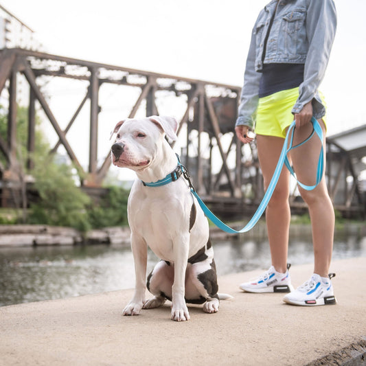 GF Pet - Reflective Leash - Neon Blue