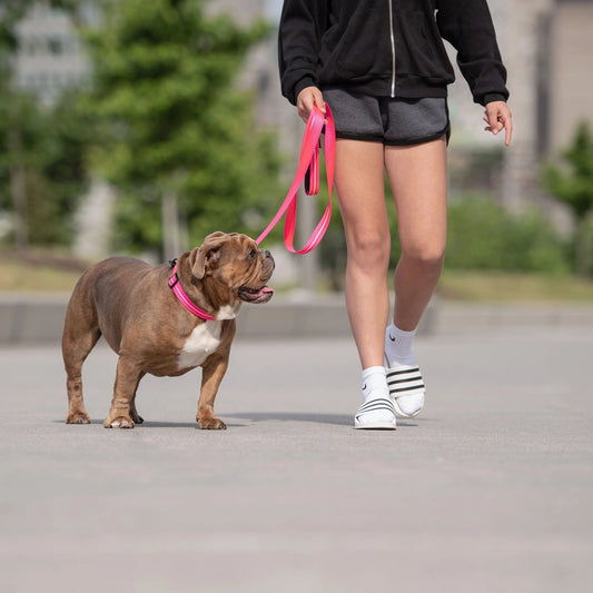 GF Pet - Reflective Leash - Neon Pink