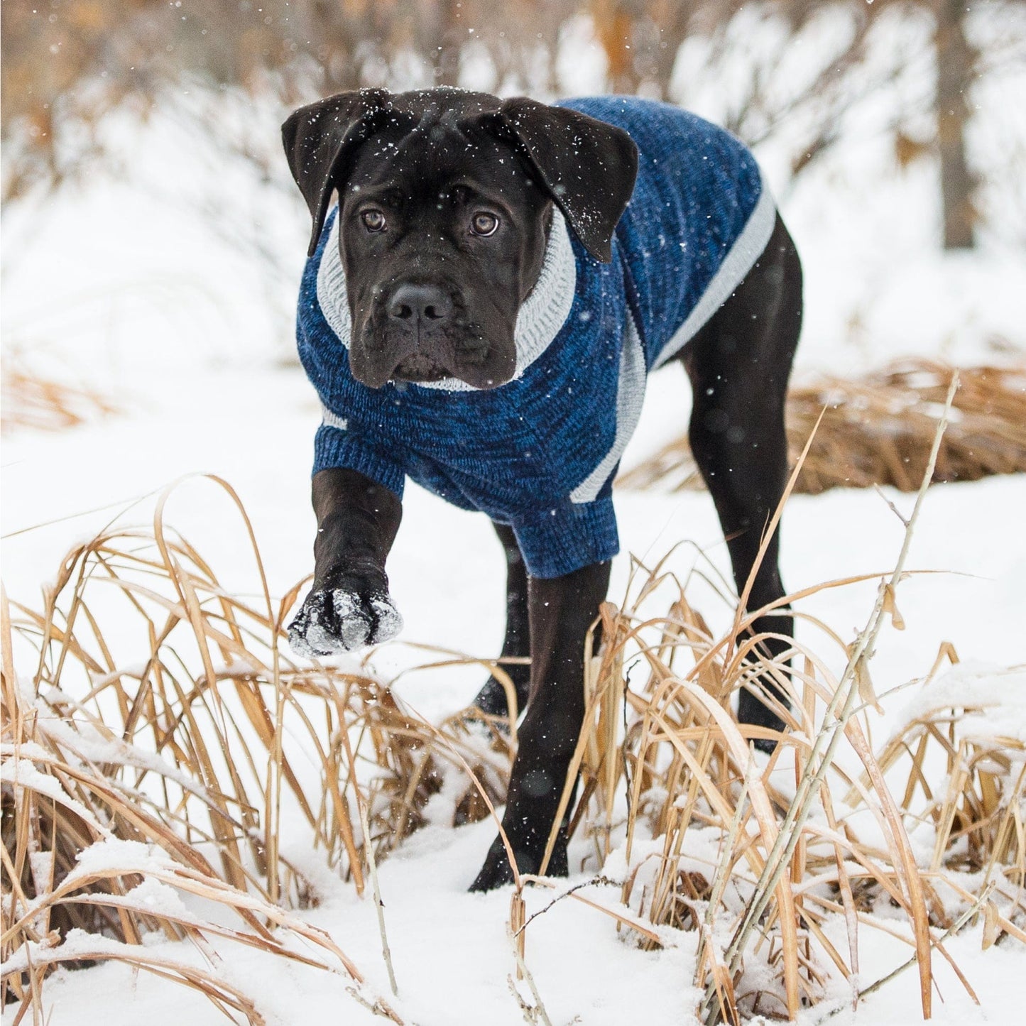 GF Pet - Trekking Sweater - Blue