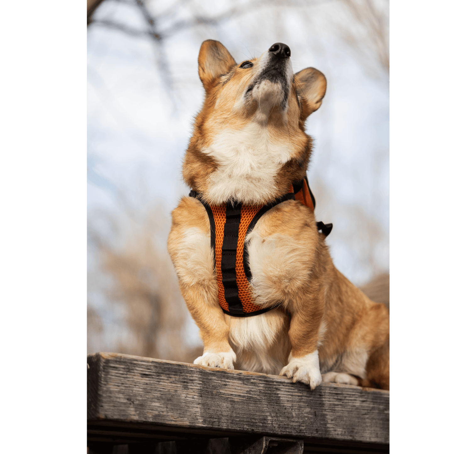 K9 Sport Sack Walk-On with Harness & Storage Orange