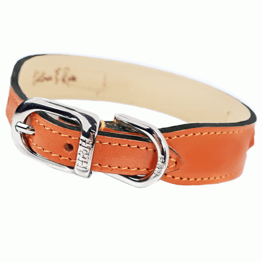 After Eight in Tangerine Dog Collar