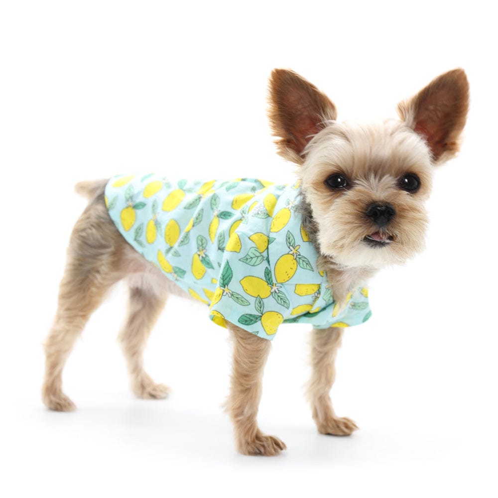 Blue Lemon Dog Shirt