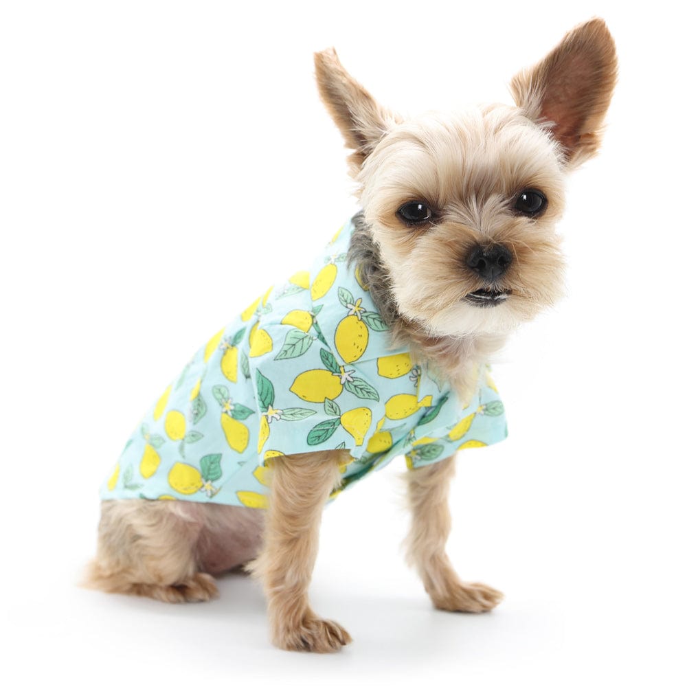 Blue Lemon Dog Shirt