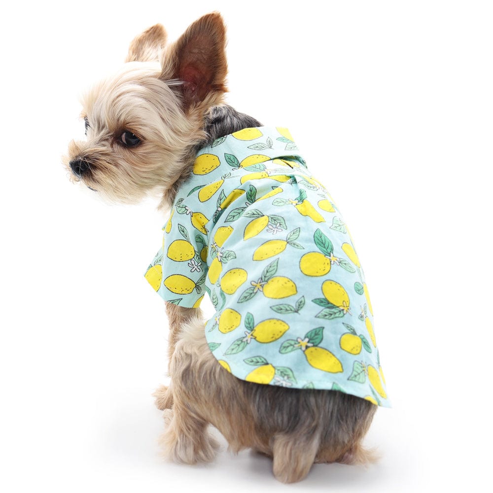 Blue Lemon Dog Shirt