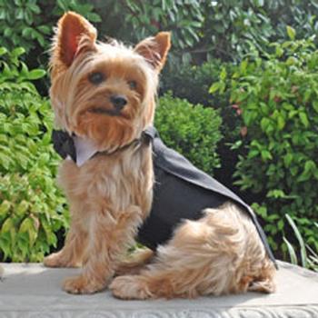 Formal Black Dog Harness Tuxedo