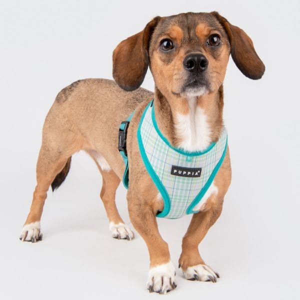 Luke Dog Harness A - Aqua