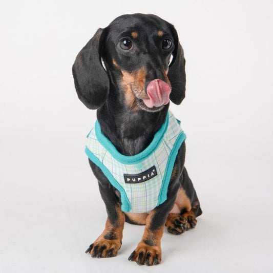 Luke Dog Harness A - Aqua