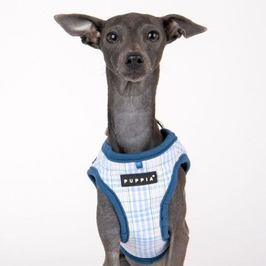 Luke Dog Harness A - Blue