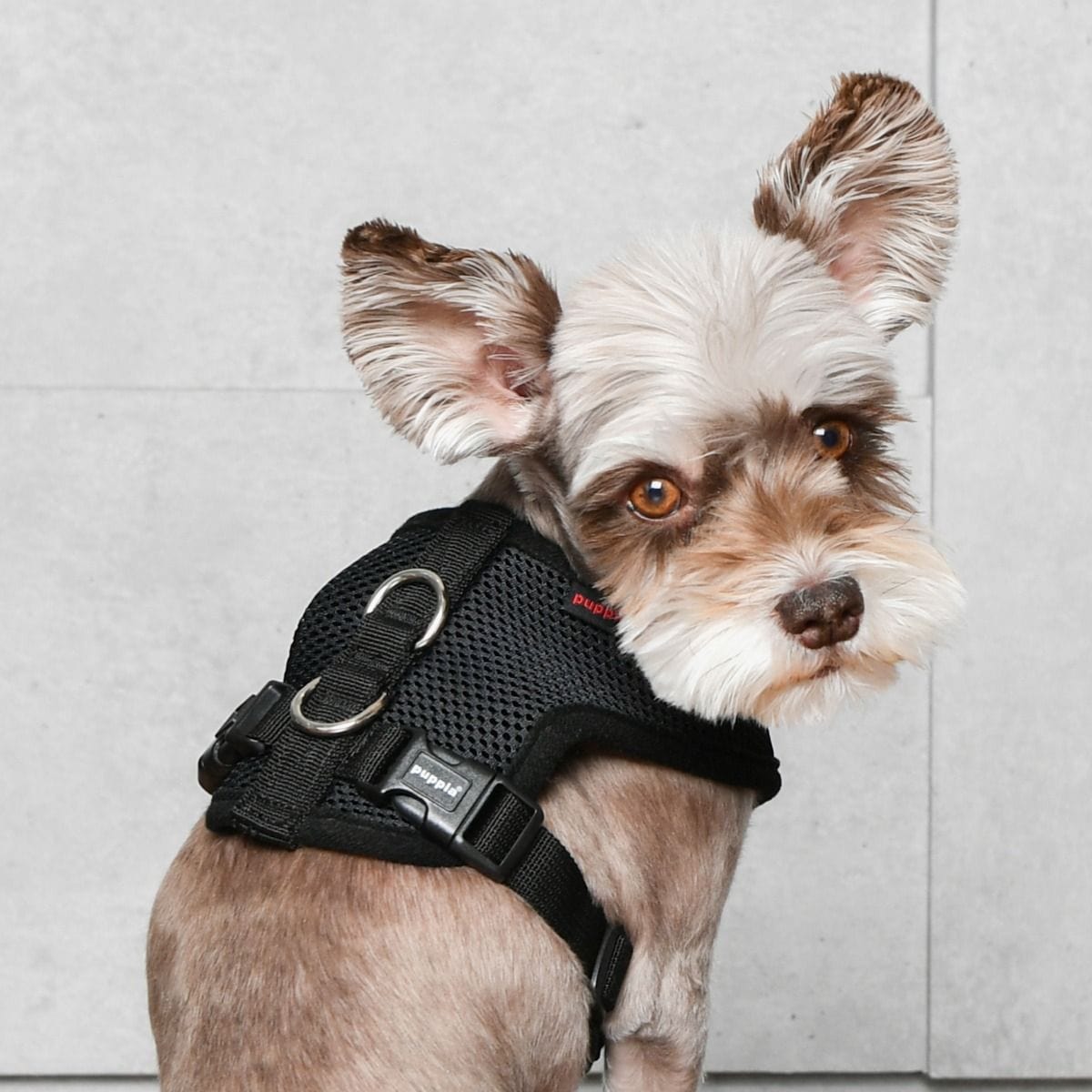 Puppia Soft Harness E