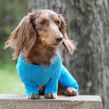 Sweet Dreams Thermal Dog Pajamas - Blue